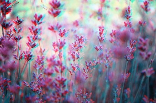 Lavender Field in Anaglyph 3D