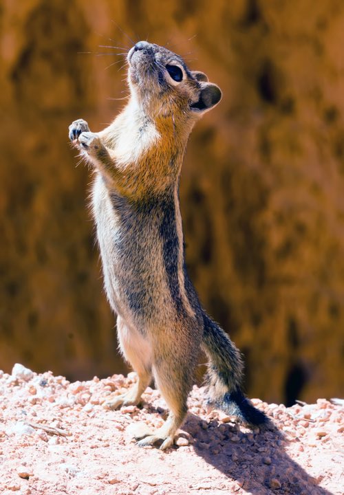 Wild Chipmunk