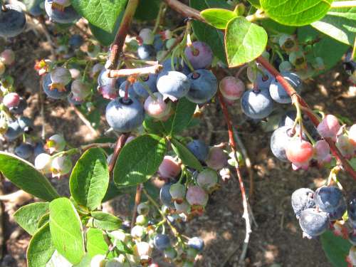 Cluster of Highbush Blueberries Ripening