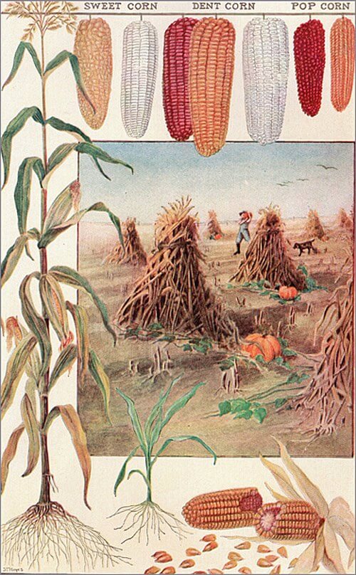 Vintage Illustration of Ripened Cobs of Sweet Corn, Dent Corn, and Pop Corn Being Harvested