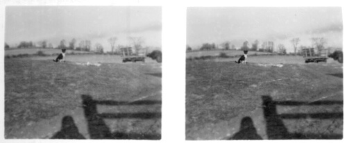 Stereoscopic Photo of a Farm Dog