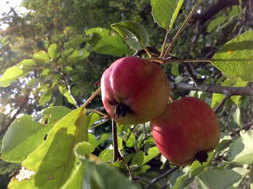 Ripe Crabapples