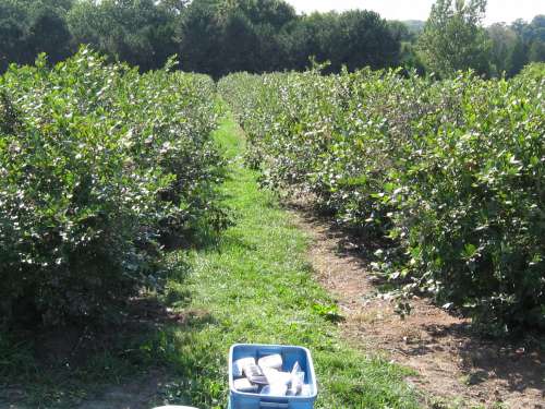 Highbush Blueberry Rows At Wilmot Orchards