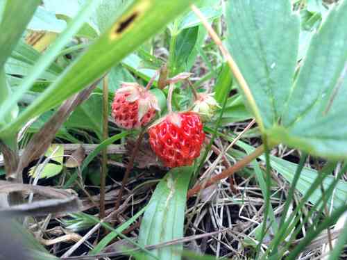 Ripe Wild Strawberries