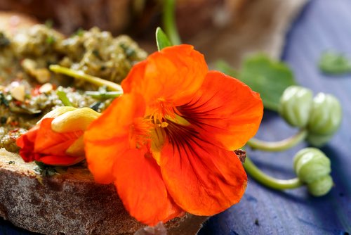 Nasturtium Flowers in a Sandwich