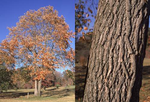 Sassafras Tree Bark