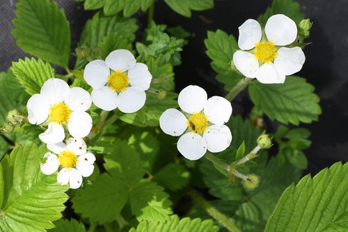 Strawberry Buds