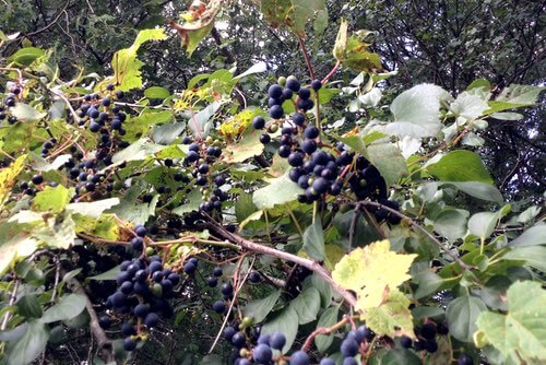 Wild Grape Vine With Clusters of Purple Grapes