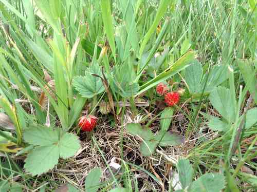 Wild Strawberries In Lawn