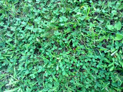 Wild Strawberry Patch