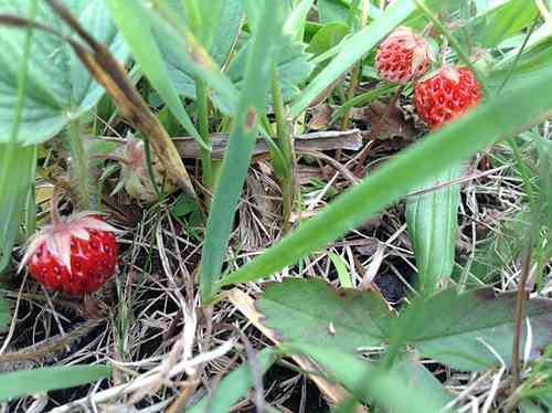 Wild Strawberry Plants