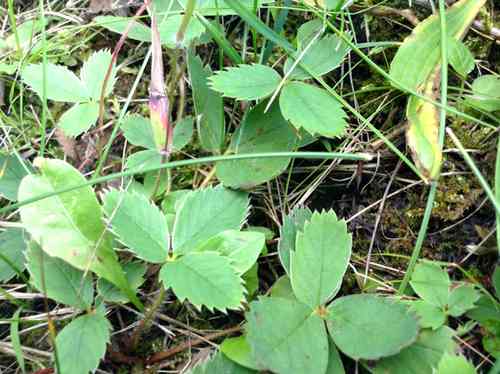 Fragaria Virginiana