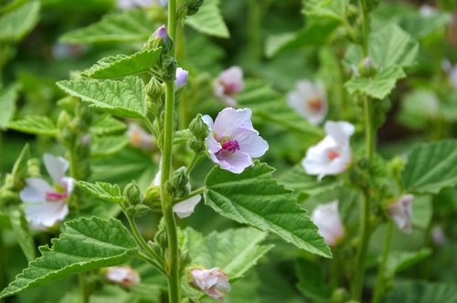 Common Marshmallow Plant