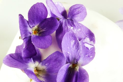 Get Grandma's violet ice cream recipe and surprise your guests with a tasty frozen treat from bygone days. Enjoy the ambrosial flavor of violet blossoms.